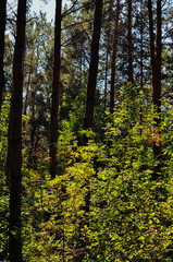 trees in the forest