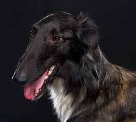 Fototapeta premium Russian borzoi, Russian hound greyhound Dog Isolated on Black Background in studio