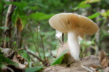 mushroom in the forest