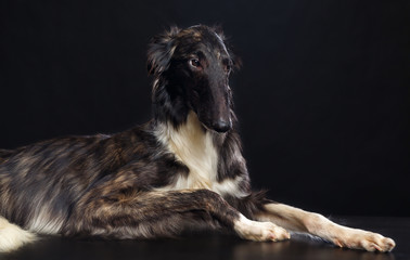Fototapeta premium Russian borzoi, Russian hound greyhound Dog Isolated on Black Background in studio