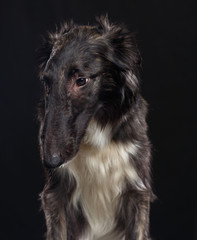 Russian borzoi, Russian hound greyhound Dog Isolated on Black Background in studio