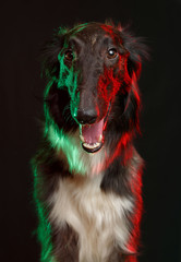 Russian borzoi, Russian hound greyhound Dog Isolated on Black Background in studio