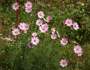 cosmos ...floraison