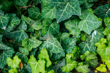 Fototapeta premium Green leaves in sunlight. Textured background of a tree.
