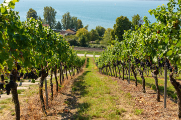 Fototapeta na wymiar View through vineyards with ripe blue grapes to Lake Constance near Birnau