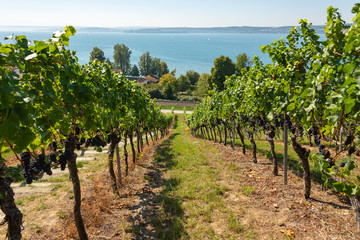 Fototapeta na wymiar View through vineyards with ripe blue grapes to Lake Constance near Birnau