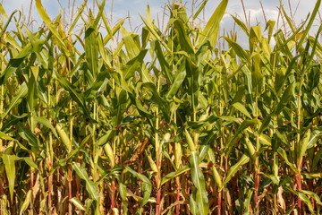 Fototapeta premium Maizal. Campo de maíz. Mazorcas.