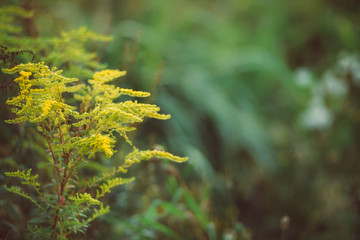 Plant goldenrod in the forest - beautiful natural background