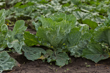 Brassica oleracea, Background of cabbage, headed cabbage leaves. Dew drops on a leaf of cabbage. Green juicy color of the plant. big fresh white cabbage