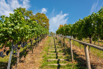 Steep path with steps up a beautiful vineyard near Birnau on Lake Constance on a summer day