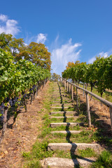 Fototapeta na wymiar Steep path with steps up a beautiful vineyard near Birnau on Lake Constance on a summer day