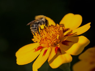 Hummel auf einer Tagetesblüte