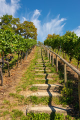 Steep path with steps up a beautiful vineyard near Birnau on Lake Constance in front of bright blue sky