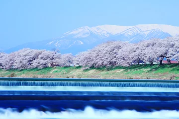 Zelfklevend Fotobehang Kersenbloesem Ichimoku Senbon Sakura