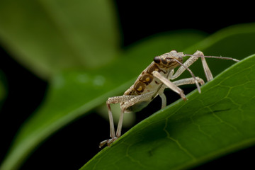 Insect on leaf