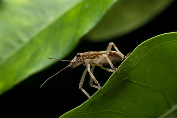 Insect on leaf