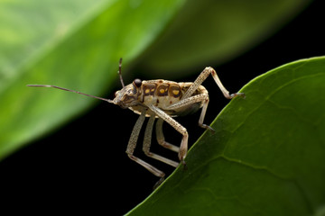 Insect on leaf