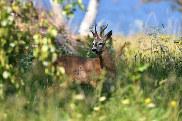 Deer on meadow