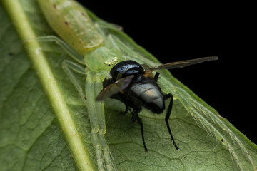 Spider bites eat fly
