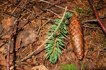 Pinecone and fir paw laying on the ground in the woods.