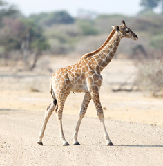 Young giraffe in Namibia