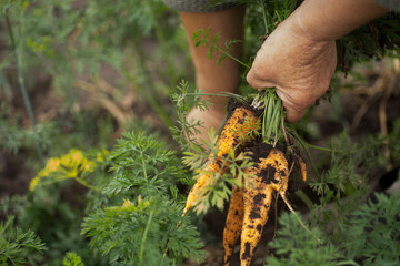 bunch of fresh organic carrots in hands of a farmer.