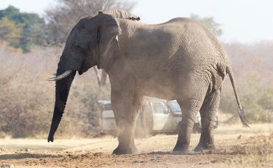 Fototapeta premium Professional photographer taking shots of an African Elephant in Namibia