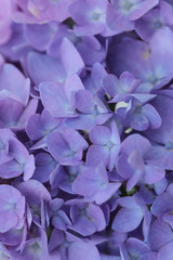 close up of purple hydrangea flower