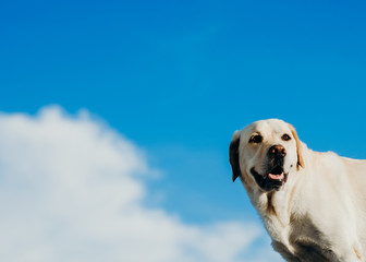 perro labrador de perfil cabeza