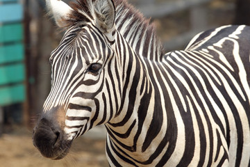 zebra in the zoo