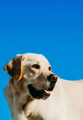 perro labrador de perfil