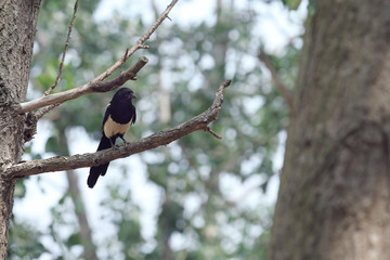 magpie on the branch of the tree