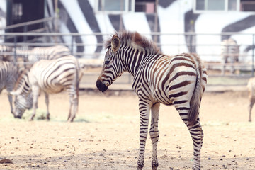  baby zebra in the zoo