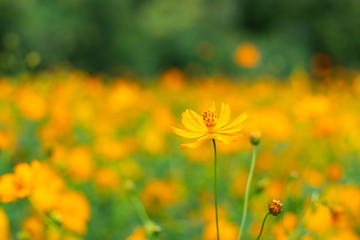 Obraz premium Yellow Cosmos sulphureus Cav. in garden.