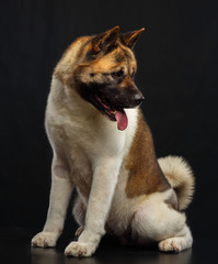American akita dog on Isolated Black Background in studio