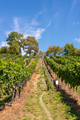 Fototapeta na wymiar Steep path with steps up a beautiful vineyard near Birnau on Lake Constance in front of bright blue sky