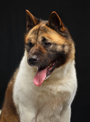 American akita dog on Isolated Black Background in studio