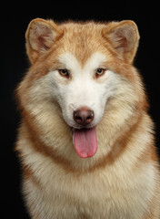 Alaskan Malamute dog on Isolated Black Background in studio