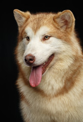 Alaskan Malamute dog on Isolated Black Background in studio