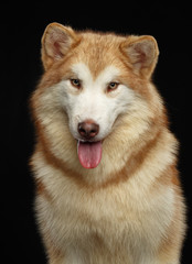 Alaskan Malamute dog on Isolated Black Background in studio