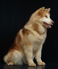 Alaskan Malamute dog on Isolated Black Background in studio