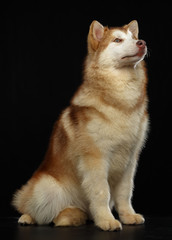 Alaskan Malamute dog on Isolated Black Background in studio