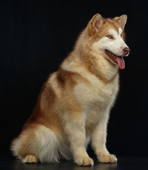 Alaskan Malamute dog on Isolated Black Background in studio