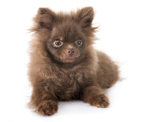 Obraz premium puppy pomeranian in studio