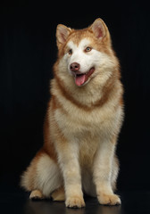 Alaskan Malamute dog on Isolated Black Background in studio