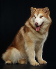 Alaskan Malamute dog on Isolated Black Background in studio