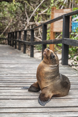 Naklejka premium Mały lew morski z Galapagos odpoczywa na promenadzie przy plaży, blokując chodzenie. Atrakcja turystyczna na wyspie Isabela, Wyspy Galapagos, Ameryka Południowa Travel.