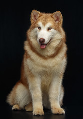 Alaskan Malamute dog on Isolated Black Background in studio