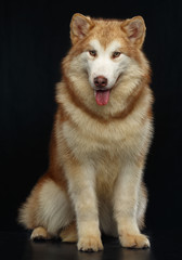 Alaskan Malamute dog on Isolated Black Background in studio