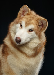 Alaskan Malamute dog on Isolated Black Background in studio